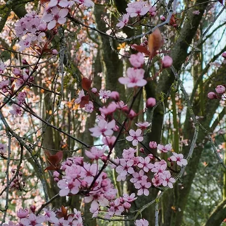 Lanckensburg Fewo1 - Doris アパート